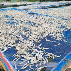 Fischtrocknungsanlage