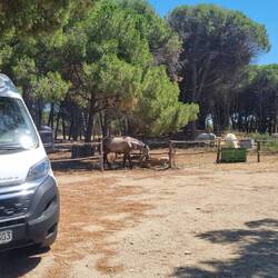 WEISS wie die berühmten Camargue Pferde, die uns umringen