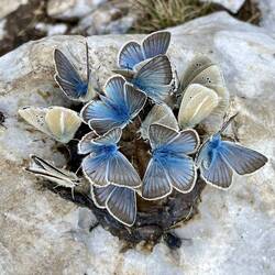 Schmetterlinge sind in Wahrheit voll eklig! Hier ist der Beweis. 🤢