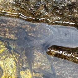 Vorstufe von kleinen Fröschen