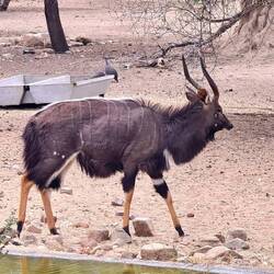 Nyala Bock - Nyalas hatten wir bisher noch keine gesehen