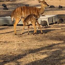 Nyala Weibchen mit Jungtier