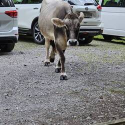 Die Kuh die Füsslinge frisst