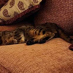 Tiger tuckered out 🐯😂