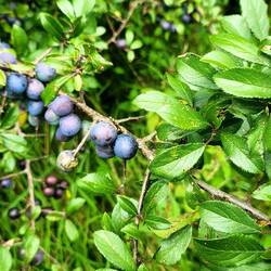 Blackthorn and Sloe berries