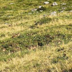 Wer genau hinschaut sieht ein Murmeltier