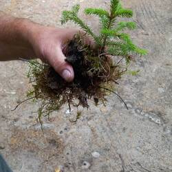 To grow for Christmas