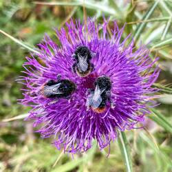 Scheint lecker zu sein. 😍