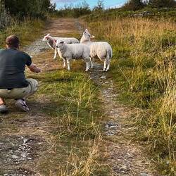 Die süßen Schafe ✨🐑