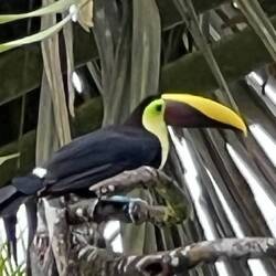 Zur Begrüßung ein Tukan