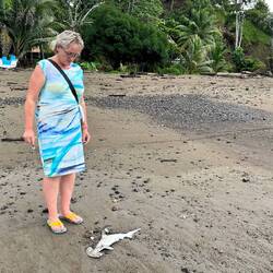 Das ist der Hammer-Hai