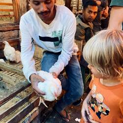 Picking a chicken for dinner!