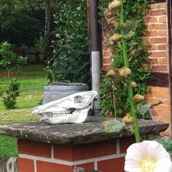 War mal Heidschnucke