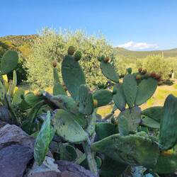 Prickly Pair, everywhere on the island.