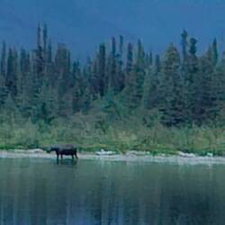 In der Dämmerung besucht uns ein Moose