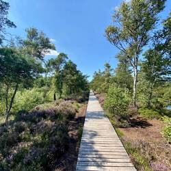 Der Rundweg durch das Moor ist etwa 4,5 KM lang