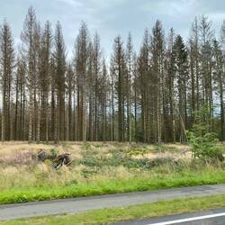 Leider ist das Waldsterben im Harz mittlerweile deutlich zu sehen