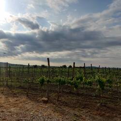 De wijngaard bij het hotel