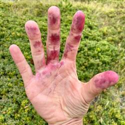 ... mit diesem Resultat 🫐