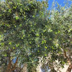 Olives on the tree in Porto Torres near the Basilica