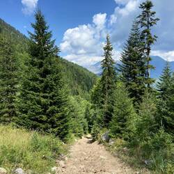 Etwa die Hälfte des Abstiegs konnte ich auf solchen Forstwegen nach untern rutschen bzw. springen.