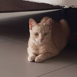 Hotelkatze in unserem Zimmer