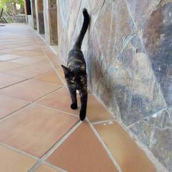 Die zweite, sehr gesprächige Hotelkatze