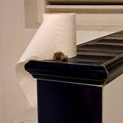 Der Froschkönig bewacht das Klopapier