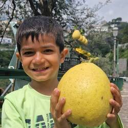 Amalfi Zitronen sind größer als Yonus's Kopf :-)