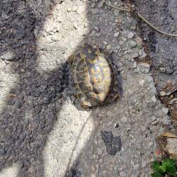 Castelsardo, Sardinien