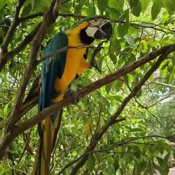 Just doing bird stuff