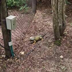 Leguan - für mich kleine Dinos