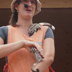 Sugar Gliders ❤️