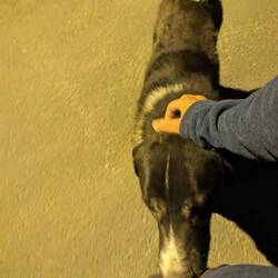 This dog said hi, on the way