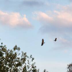 Double kites dancing in the evening