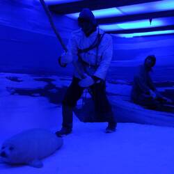 ... und das nachgestellt. Arme Robben!