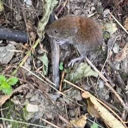 Huschte über den Weg