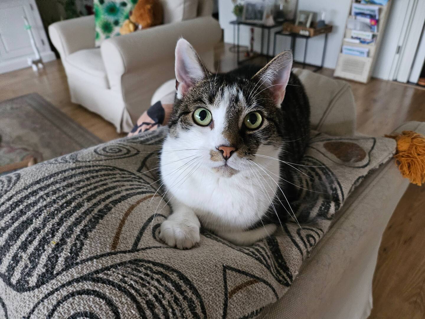 Dag vrouwtje, blij dat je er weer bent! 😽
