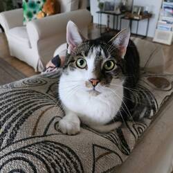 Dag vrouwtje, blij dat je er weer bent! 😽