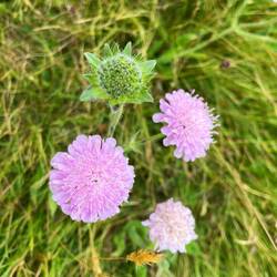 schöne Blumen auf dem Weg