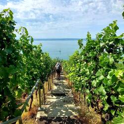 Abstieg durch Weinberge nach Hagnau!