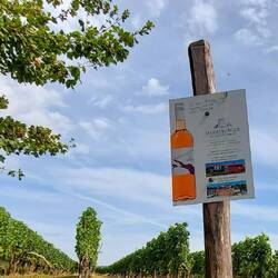 Überraschend viele Weinberge!