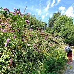 ...und roch und blüte wie verrückt!😎