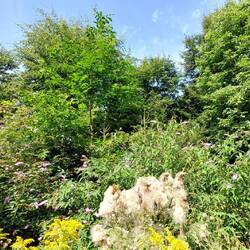 Der Sommerflieder wuchs 4 m hoch...