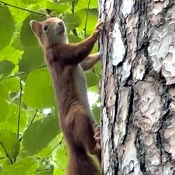 Gus gus the Squirrel