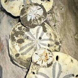 Ungewöhnliche Strandfunde. Das sind Starfishes. Die Skelette von speziellen Seeigeln