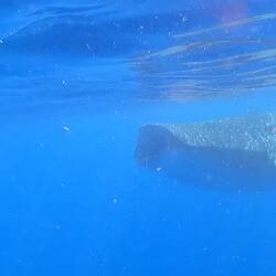 Ungloublech imposant 🦈