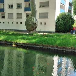 Baum mit Beule in Straßburg