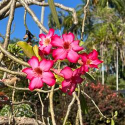 Amazing aray of tropical plants and colourful flowers