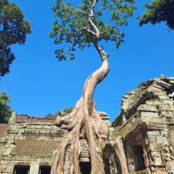 Wenn mensch nicht aufpasst, holt sich die Natur ihr Reich zurück